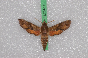  (Hippotion johanna - BC-LTM-171)  @14 [ ] Copyright (2013) Jim Tuttle Research Collection of Jim Tuttle