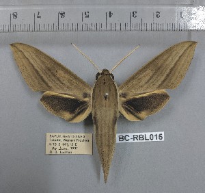  ( - BC-RBL015)  @11 [ ] Copyright (2019) Rob Lachlan Research Collection of Rob Lachlan