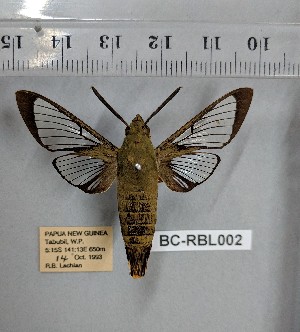  ( - BC-RBL002)  @11 [ ] Copyright (2019) Rob Lachlan Research Collection of Rob Lachlan