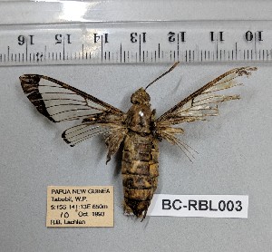 ( - BC-RBL003)  @11 [ ] Copyright (2019) Rob Lachlan Research Collection of Rob Lachlan