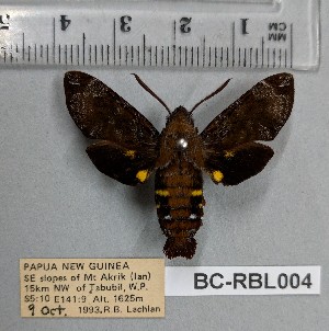 (Macroglossum niuginiensis - BC-RBL004)  @11 [ ] Copyright (2019) Rob Lachlan Research Collection of Rob Lachlan