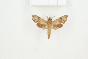  (Temnora spiritus akissi - BC-TB8197)  @12 [ ] Copyright (2011) Thierry Bouyer Research Collection of Thierry Bouyer