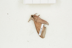  ( - BC-TB8271)  @12 [ ] Copyright (2011) Thierry Bouyer Research Collection of Thierry Bouyer