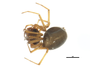  ( - 09ONTGAB-102)  @12 [ ] CreativeCommons - Attribution (2009) CBG Photography Group Centre for Biodiversity Genomics