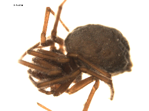  ( - CCDB-05144-B05)  @12 [ ] CreativeCommons - Attribution (2010) CBG Photography Group Centre for Biodiversity Genomics