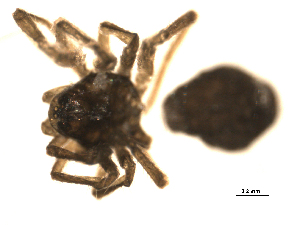  ( - CCDB-05144-C01)  @12 [ ] CreativeCommons - Attribution (2010) CBG Photography Group Centre for Biodiversity Genomics