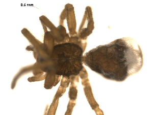  ( - CCDB-05260-D08)  @12 [ ] CreativeCommons - Attribution (2010) CBG Photography Group Centre for Biodiversity Genomics