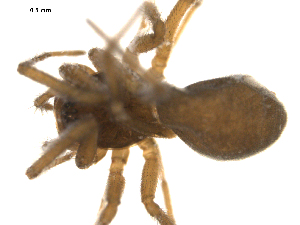  ( - CCDB-05260-E08)  @12 [ ] CreativeCommons - Attribution (2010) CBG Photography Group Centre for Biodiversity Genomics