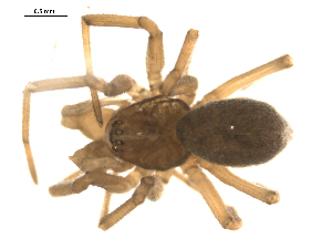  ( - CCDB-05261-F11)  @13 [ ] CreativeCommons - Attribution (2010) CBG Photography Group Centre for Biodiversity Genomics