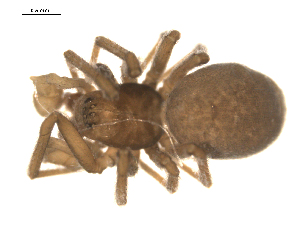  ( - CCDB-05261-G05)  @13 [ ] CreativeCommons - Attribution (2010) CBG Photography Group Centre for Biodiversity Genomics