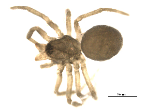  ( - CCDB-05261-H03)  @13 [ ] CreativeCommons - Attribution (2010) CBG Photography Group Centre for Biodiversity Genomics