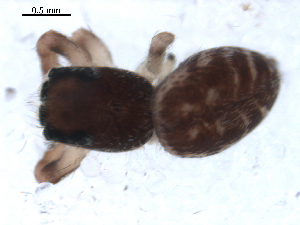  ( - BIOUG00165-A04)  @12 [ ] CC-0  G. Blagoev 2010 Unspecified