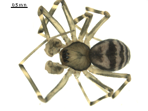  ( - BIOUG00166-F08)  @13 [ ] CC-0  G. Blagoev 2010 Unspecified