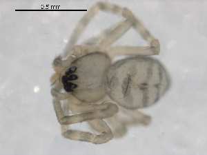  ( - BIOUG00168-E10)  @13 [ ] CC-0  G. Blagoev 2010 Unspecified