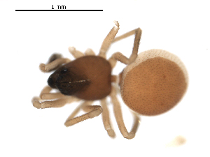  ( - BIOUG00168-G05)  @12 [ ] CC-0  G. Blagoev 2010 Unspecified