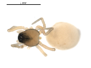  ( - BIOUG00168-G09)  @12 [ ] CC-0  G. Blagoev 2010 Unspecified