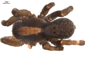  ( - BIOUG00170-E01)  @12 [ ] CC-0  G. Blagoev 2010 Unspecified