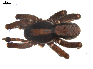 ( - BIOUG00170-E02)  @12 [ ] CC-0  G. Blagoev 2010 Unspecified