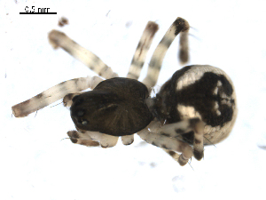  ( - BIOUG00511-H01)  @12 [ ] CC-0  G. Blagoev 2010 Unspecified