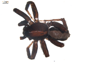  ( - BIOUG00512-H09)  @13 [ ] CC-0  G. Blagoev 2010 Unspecified