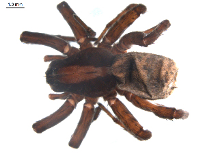  ( - BIOUG00513-C05)  @13 [ ] CC-0  G. Blagoev 2010 Unspecified