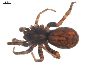  ( - BIOUG00513-F04)  @12 [ ] CC-0  G. Blagoev 2010 Unspecified