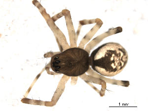  ( - BIOUG00515-C01)  @12 [ ] CC-0  G. Blagoev 2010 Unspecified