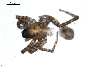  ( - BIOUG00518-D02)  @12 [ ] CC-0  G. Blagoev 2010 Unspecified