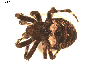  (Araneus saevus - BIOUG00524-H09)  @14 [ ] CC-0  G. Blagoev 2010 Unspecified