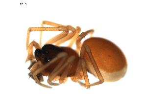  ( - BIOUG00612-E05)  @12 [ ] CC-0  G. Blagoev 2010 Unspecified