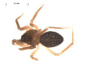  ( - 09PROBE-1741-01)  @12 [ ] CreativeCommons - Attribution (2009) Gergin Blagoev Centre for Biodiversity Genomics