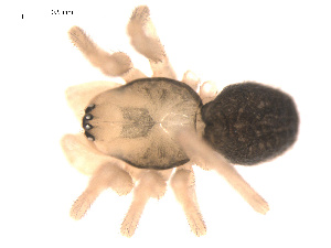  ( - 09PROBE-1941-01)  @12 [ ] CreativeCommons - Attribution (2009) Gergin Blagoev Centre for Biodiversity Genomics