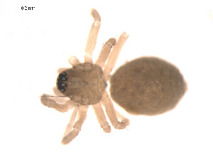  ( - 09PROBE-1963-01)  @12 [ ] CreativeCommons - Attribution (2009) Gergin Blagoev Centre for Biodiversity Genomics