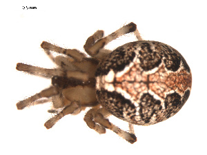  ( - 09PROBE-1978-01)  @12 [ ] CreativeCommons - Attribution (2010) CBG Photography Group Centre for Biodiversity Genomics