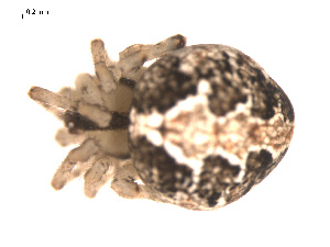  ( - 09PROBE-1978-02)  @12 [ ] CreativeCommons - Attribution (2010) CBG Photography Group Centre for Biodiversity Genomics