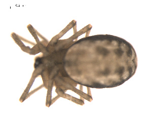  ( - 09PROBE-1978-115)  @12 [ ] CreativeCommons - Attribution (2009) Gergin Blagoev Centre for Biodiversity Genomics