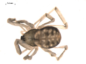  ( - 09PROBE-1978-127)  @12 [ ] CreativeCommons - Attribution (2009) Gergin Blagoev Centre for Biodiversity Genomics