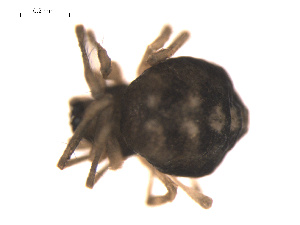  ( - 09PROBE-1978-137)  @12 [ ] CreativeCommons - Attribution (2009) Gergin Blagoev Centre for Biodiversity Genomics