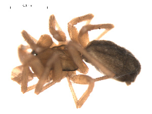  ( - 09PROBE-1978-158)  @12 [ ] CreativeCommons - Attribution (2009) Gergin Blagoev Centre for Biodiversity Genomics