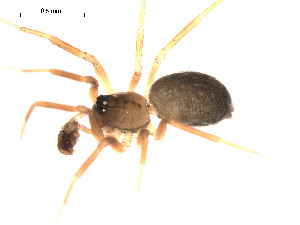  ( - 09PROBE-1978-163)  @12 [ ] CreativeCommons - Attribution (2009) Gergin Blagoev Centre for Biodiversity Genomics