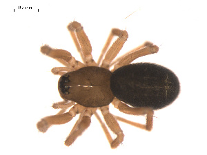  ( - 09PROBE-1978-223)  @13 [ ] CreativeCommons - Attribution (2009) Gergin Blagoev Centre for Biodiversity Genomics