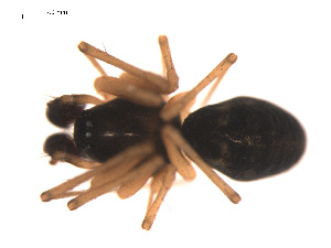  ( - 09PROBE-1978-237)  @12 [ ] CreativeCommons - Attribution (2009) Gergin Blagoev Centre for Biodiversity Genomics