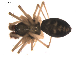  ( - 09PROBE-1978-240)  @12 [ ] CreativeCommons - Attribution (2009) Gergin Blagoev Centre for Biodiversity Genomics