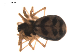  ( - 09PROBE-1978-260)  @12 [ ] CreativeCommons - Attribution (2009) Gergin Blagoev Centre for Biodiversity Genomics