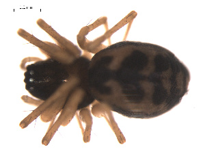  ( - 09PROBE-1978-29)  @12 [ ] CreativeCommons - Attribution (2010) CBG Photography Group Centre for Biodiversity Genomics