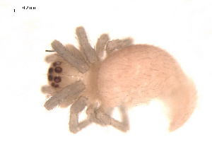  ( - 09PROBE-1978-316)  @12 [ ] CreativeCommons - Attribution (2009) Gergin Blagoev Centre for Biodiversity Genomics