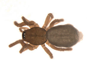  ( - 09PROBE-1978-369)  @12 [ ] CreativeCommons - Attribution (2009) Gergin Blagoev Centre for Biodiversity Genomics