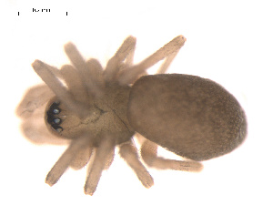  ( - 09PROBE-1978-504)  @12 [ ] CreativeCommons - Attribution (2009) Gergin Blagoev Centre for Biodiversity Genomics