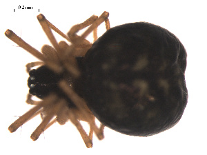  ( - 09PROBE-1978-60)  @12 [ ] CreativeCommons - Attribution (2010) CBG Photography Group Centre for Biodiversity Genomics