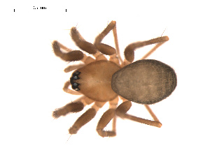  ( - 09PROBE-575)  @12 [ ] CreativeCommons - Attribution (2009) Gergin Blagoev Centre for Biodiversity Genomics